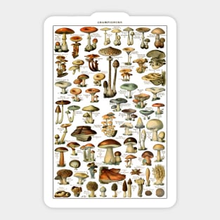 Antique Fungi Collection - Botanical Art Print Sticker